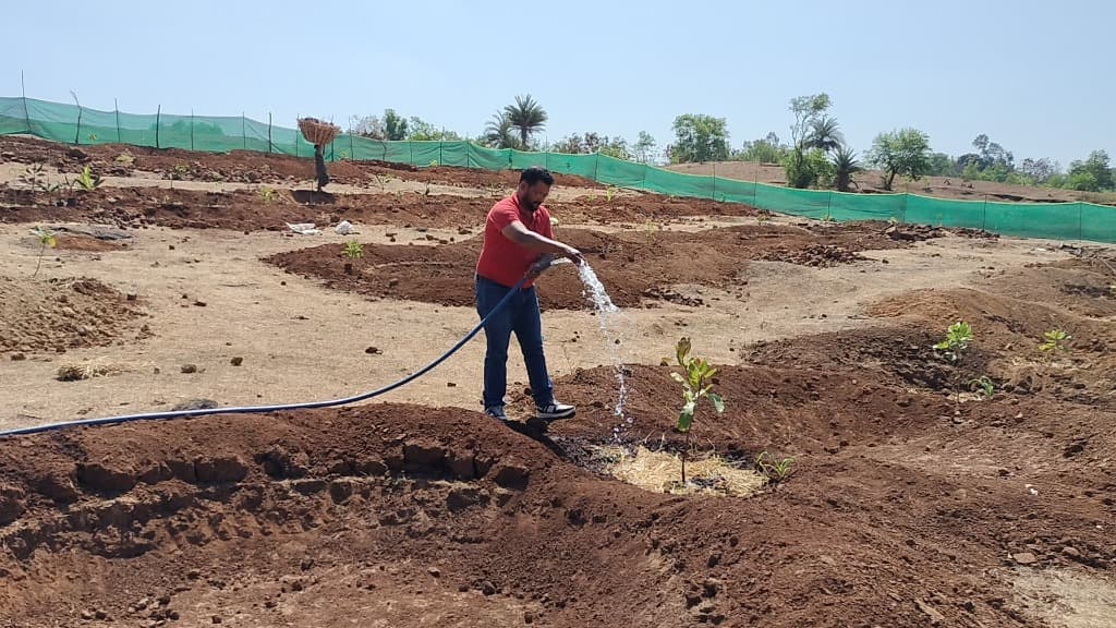 Palghar Watershed, Plantation & Community Agro-Forestry